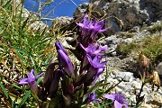 29 Gentiana anisodonta-ramosa 